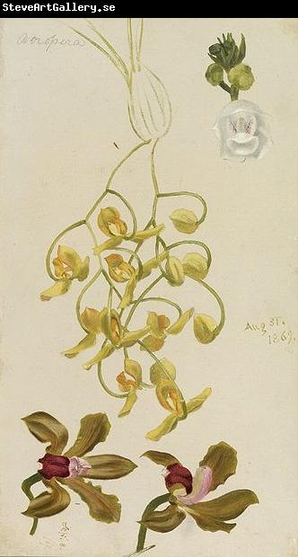 William Hays Three Orchids